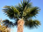 Palme Hanfpalme Trachycarpus rießige Auswahl Größen bis 5 00 m